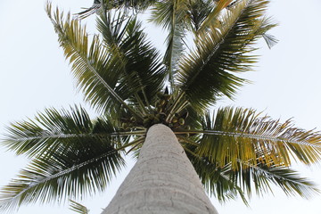 coconut trees