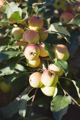 Red apples on a tree