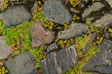 Old town background with cobble stone street and plants. Natural floral abstract background.