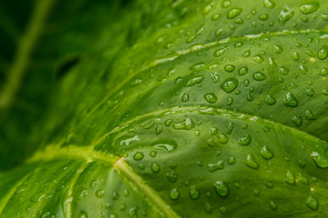 Colorful nature macro photography of water drops on a green leaf. Ecology, nature, environment, and photography concept