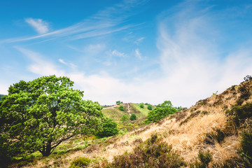 Green trees on a hill side in the summer