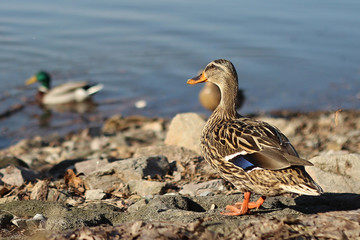 wild ducks in the dam
