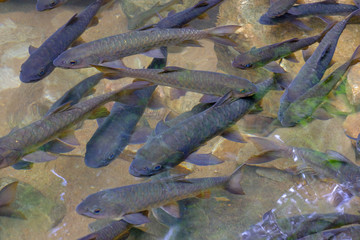 close up fish in river