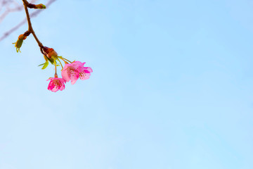 青空に映える、鮮やかなピンク色の河津桜