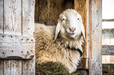 cute sheep