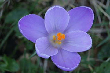 Crocus