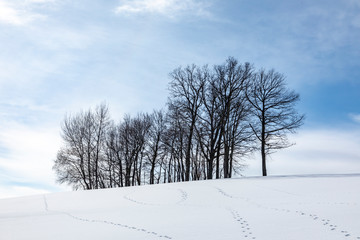 scenic winter landscape with trees