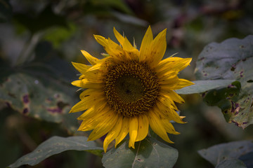 Sun flower