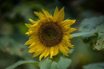 Fototapeta premium Sun flower