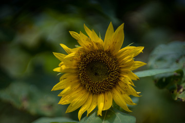 Sun flower