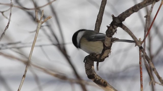 M&eacute;sange &agrave; t&ecirc;te noire