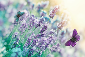 Butterfly flying in flower garden,  lavender flower in garden - selective and soft focus on...