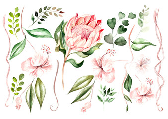 Beautiful watercolor set with protea  flowers and hibiscus. Tropical plants and leaves.  