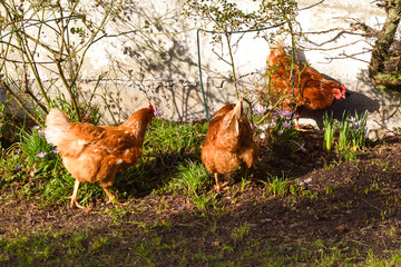 Red chickens are walking in the spring garden.