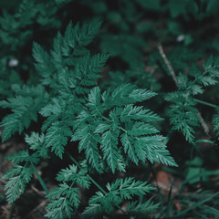 dark green plant close up