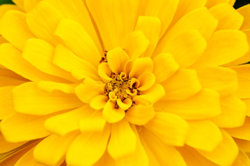 Macro of yellow Zinnia flower, yellow flower background