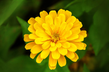 Macro of yellow Zinnia flower, yellow flower background