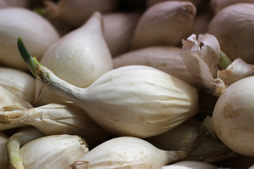 Sprouted onions that can be used for planting.