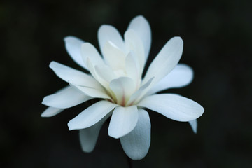 White magnolia on a dark background.