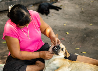 Dog bangkaew breed white lie down are with elderly women elderly women  wearing a pink shirt wearing black pants clean the dog's hair both are in the garden.