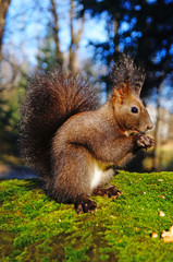 Squirrel with fluffy black fur eating nuts on hemp on a sunny spring day