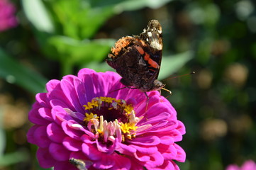 butterfly on a pink flower close up