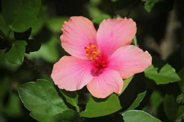 pink hibiscus flower