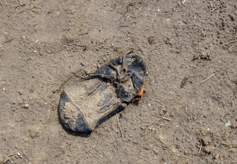 Lost old retro shoe