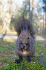 Naklejka na ściany i meble Squirrel with fluffy black fur eating nuts on hemp on a sunny spring day