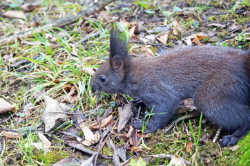Squirrel with fluffy black fur eating nuts on hemp on a sunny spring day
