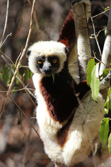 Coquerel's Sifaka