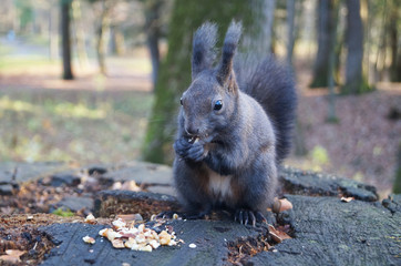 Squirrel with fluffy black fur eating nuts on hemp on a sunny spring day