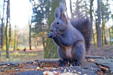 Squirrel with fluffy black fur eating nuts on hemp on a sunny spring day