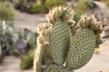 Opuntia microdasys cactus in the desert - wide shot - Image