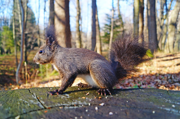 Squirrel with fluffy black fur eating nuts on hemp on a sunny spring day