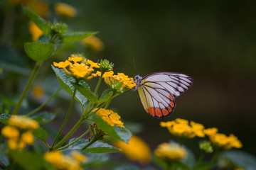 Lovely butterfly and flower