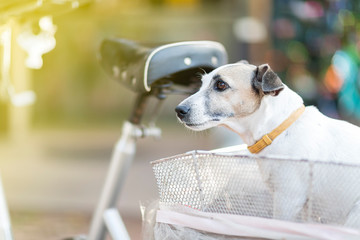 Close up healthy and happy white Dog on basket of bicycle in garden