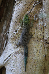 Standing's Day Gecko, Madagascar