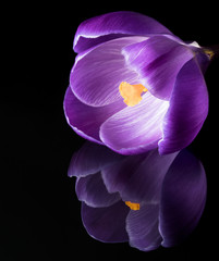 Close up of a purple crocus flower with reflections on a black surface