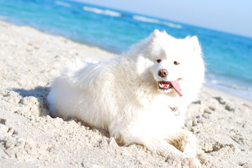 White fluffy dog on the beach