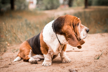Naklejka na ściany i meble Dog breed Basset Hound in the Park