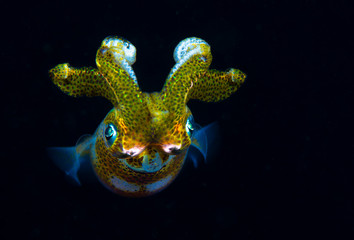Incredible underwater world - Sepioteuthis lessoniana - Bigfin reef squid.