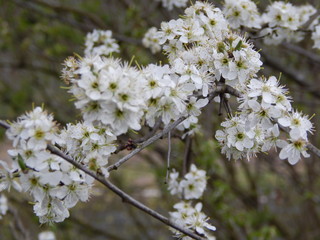 blooming cherry tree in spring