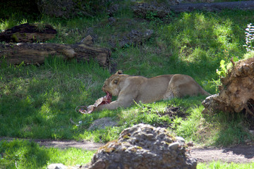 Naklejka na ściany i meble Lioness lying in the meadow and eat a big piece of raw meat