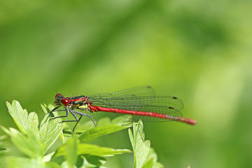 Large Red Damselfly on a leaf