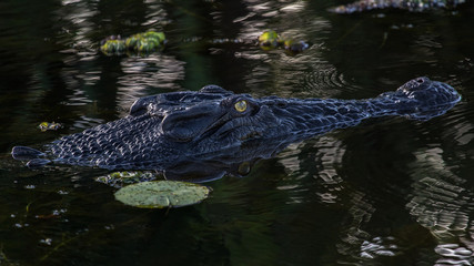 Naklejka premium Yellow River Crocodiles, Northern Territories