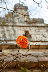 Flowers amongst the Mayan Ruins of Chichen Itza with the dormitory of El Caracol Observatory in background