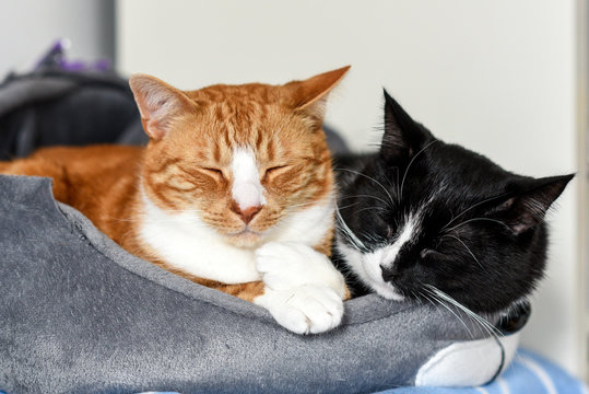 Two Cuddling Cats At Home.