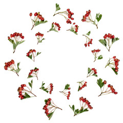 Abstract hawthorn berry wreath on white background. Used in herbal medicine to lower blood pressure, improve circulation and help with cardiovascular problems. Very high in antioxidants and vitamin c.