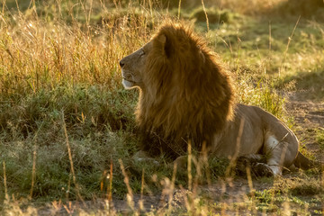 Naklejka premium A lone lion relaxing in the high grasses in early morning light inside Masai Mara National reserve during a wildlife safari